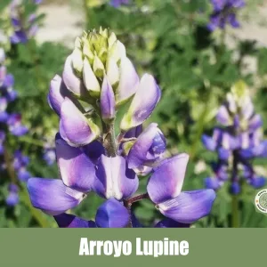 Arroyo Lupine, Lupinus succulentus